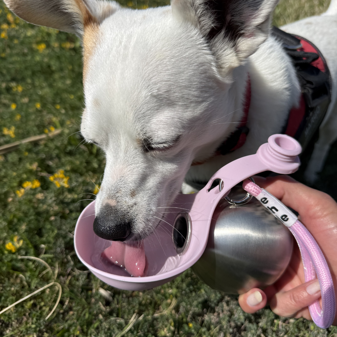 Portable Dog Water Bottle – 2-in-1 Stainless Steel Pet Travel Bottle with Silicone Bowl (Leak-Proof)